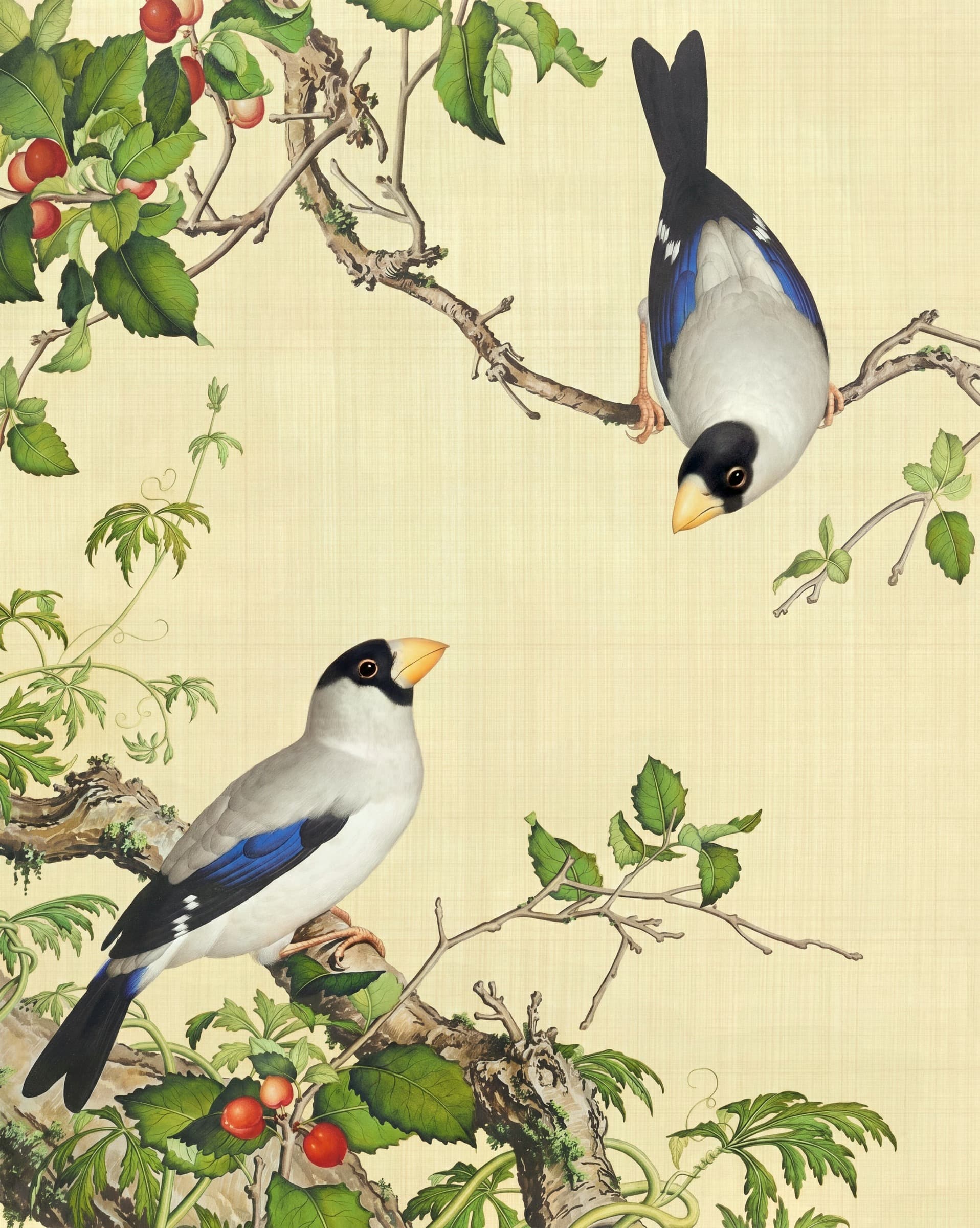 Two Grosbeaks on a Cherry Branch, Giuseppe Castiglione