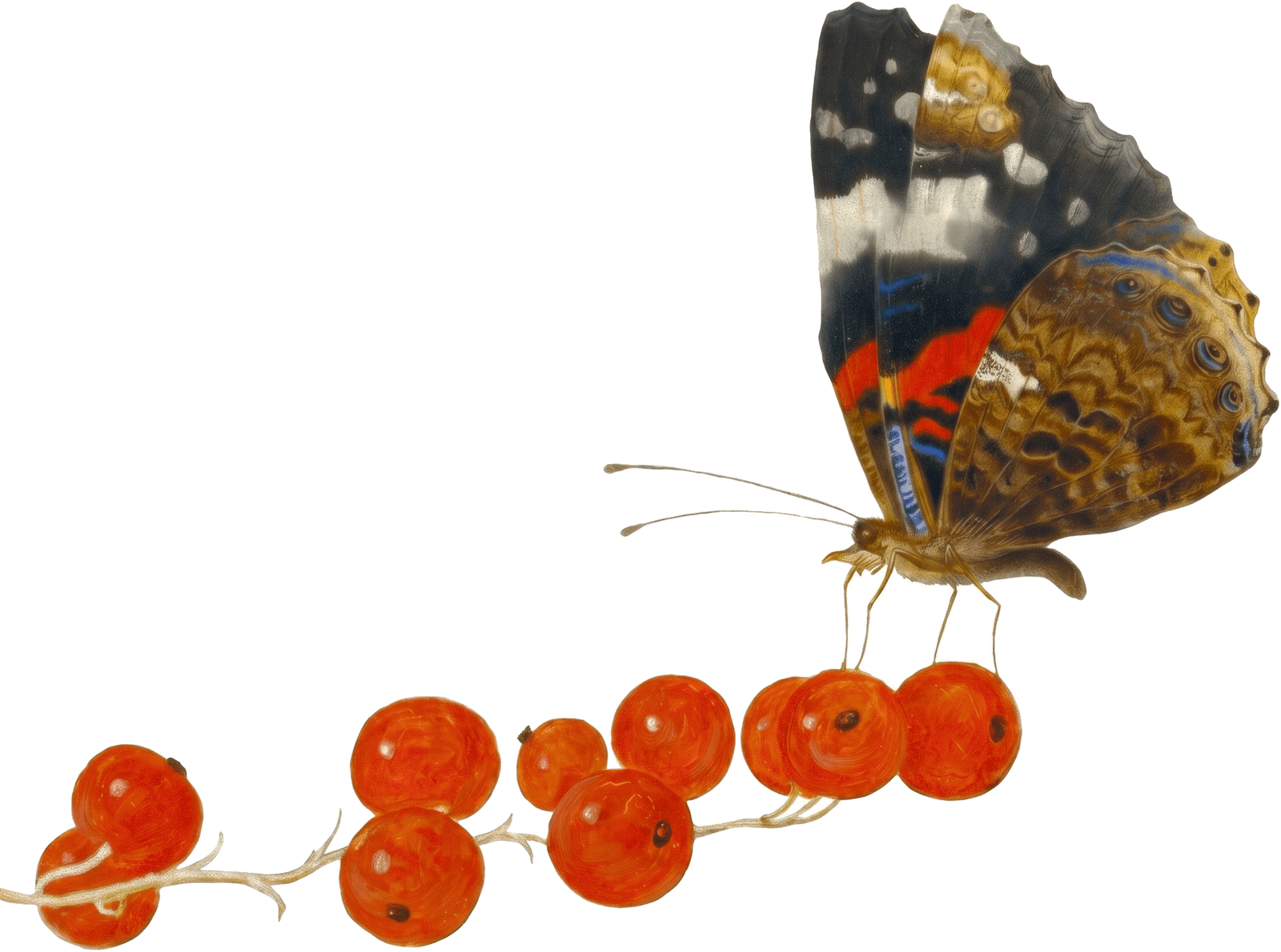 A red admiral butterfly resting on a spray of red currants, painted by Jan van Kessel the Elder