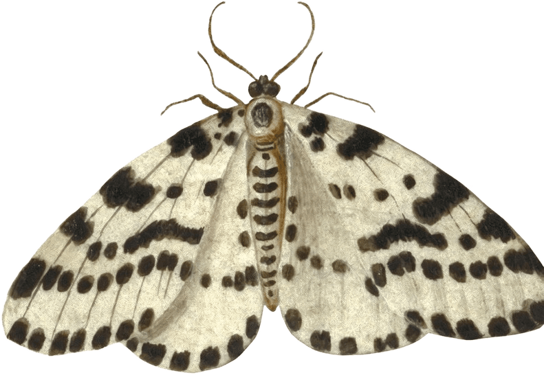 A cream moth with dark spotted wings, painted by Jan van Kessel the Elder