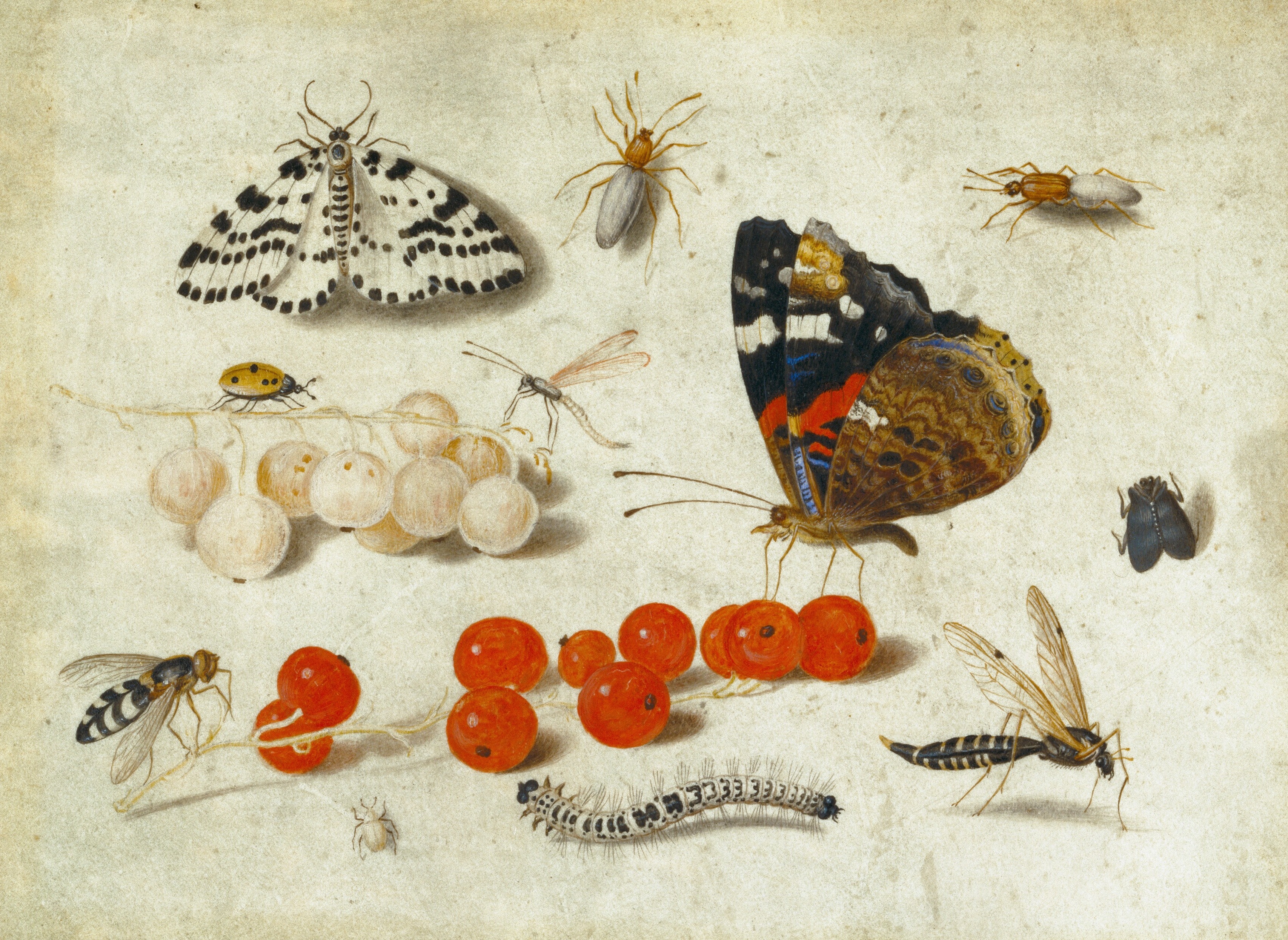Butterfly, Moth, Insects and Currants, Jan van Kessel the Elder