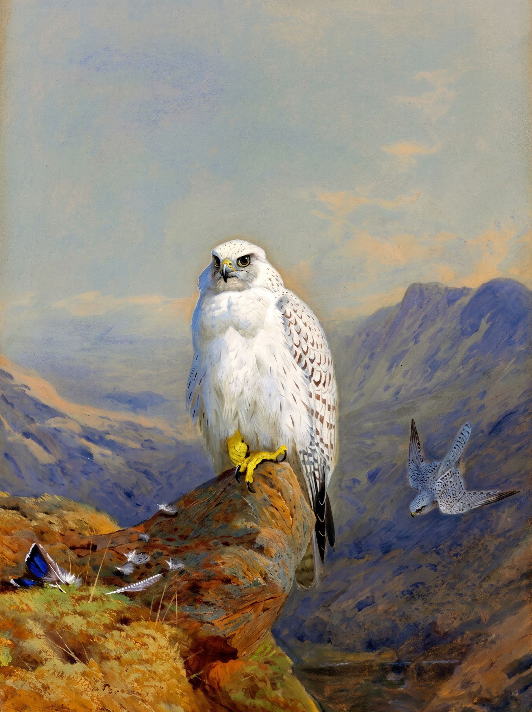 Birds & animals